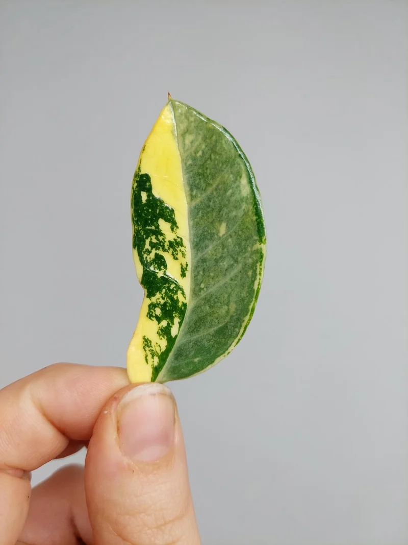 Zamioculcas Zamiifolia Variegata