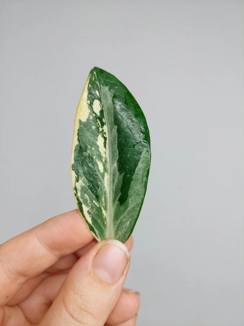 Zamioculcas Zamiifolia Variegata