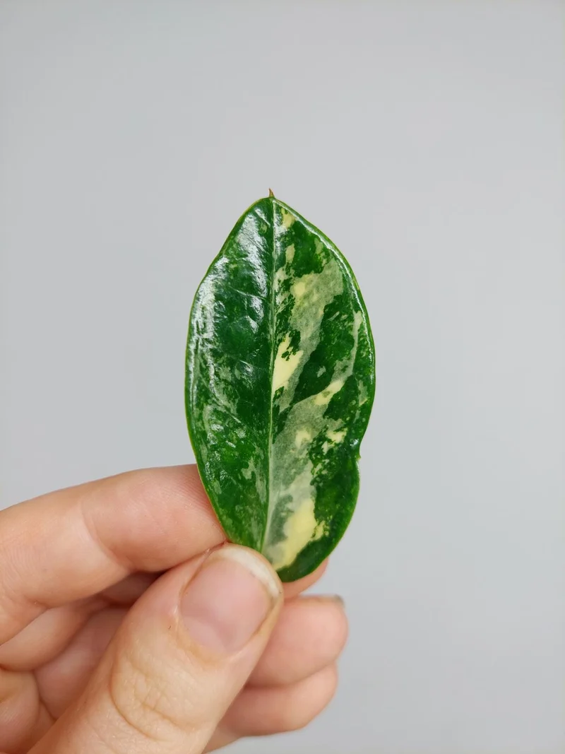 Zamioculcas Zamiifolia Variegata