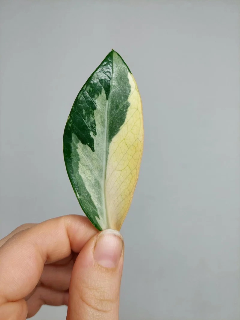 Zamioculcas Zamiifolia Variegata