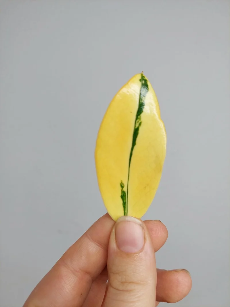Zamioculcas Zamiifolia Variegata