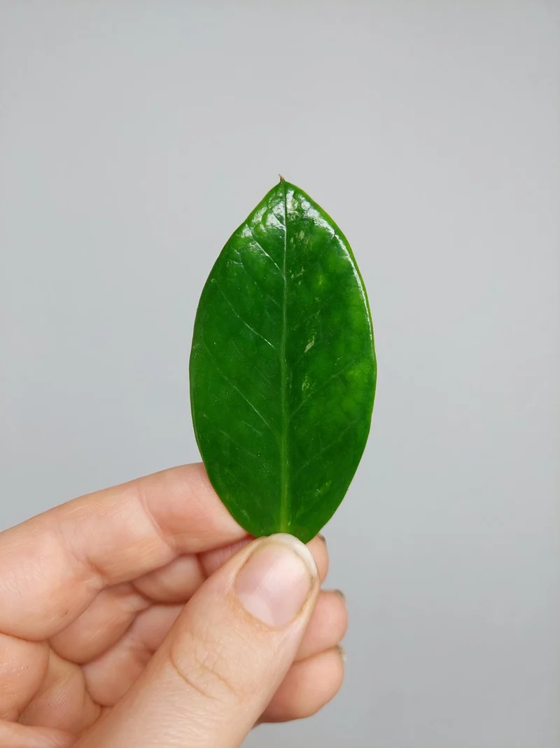 Zamioculcas Zamiifolia Variegata