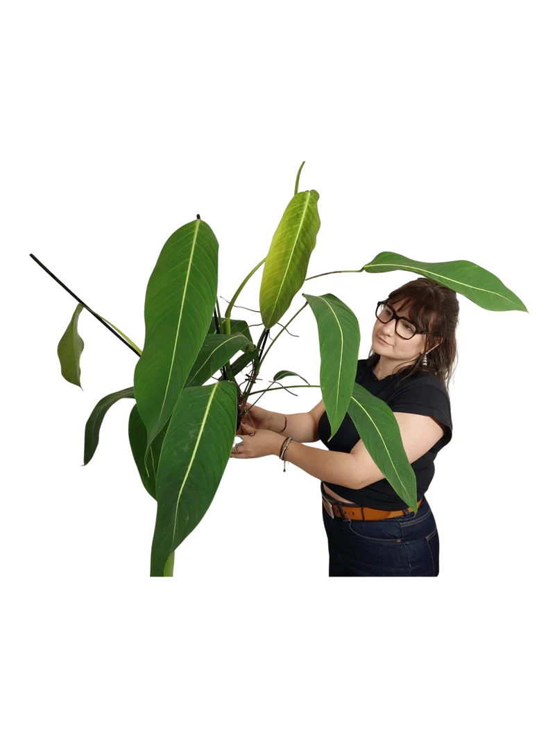 Philodendron Heterocraspedon