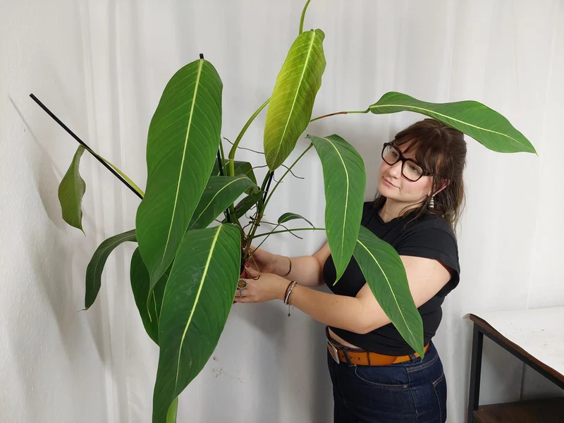 Philodendron Heterocraspedon