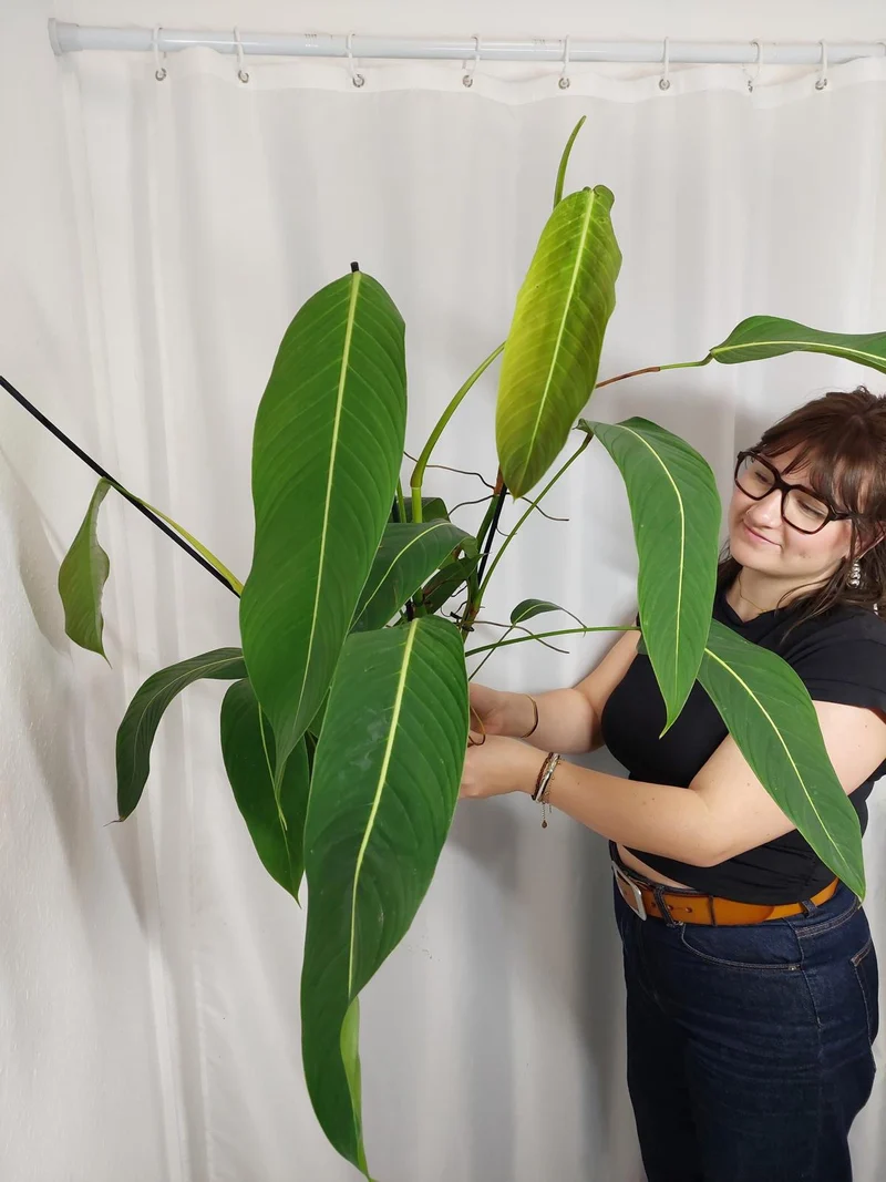 Philodendron Heterocraspedon