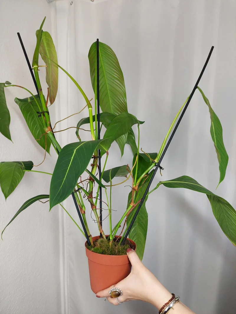 Philodendron Heterocraspedon