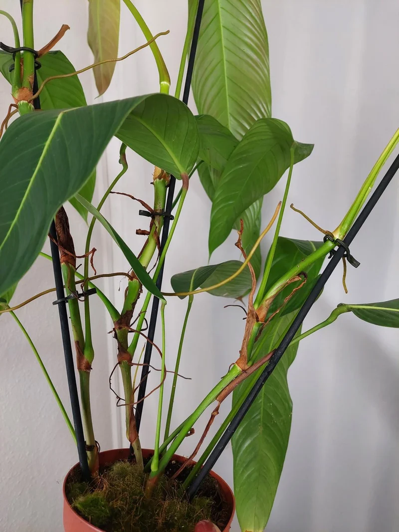 Philodendron Heterocraspedon
