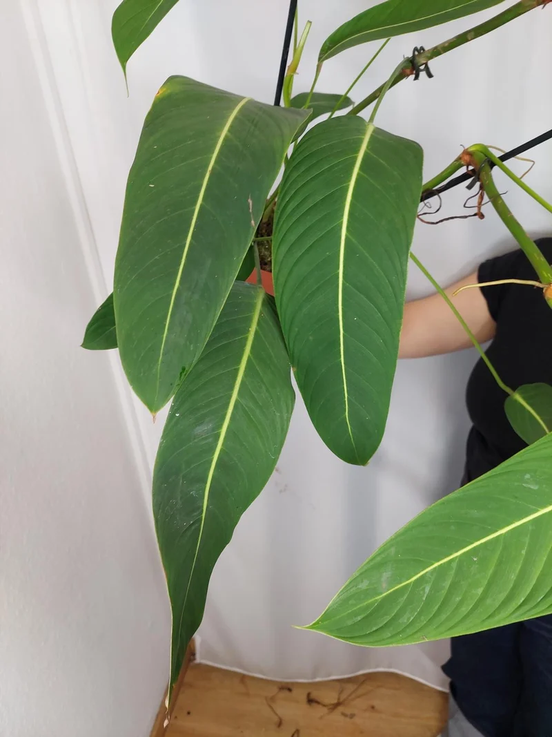 Philodendron Heterocraspedon