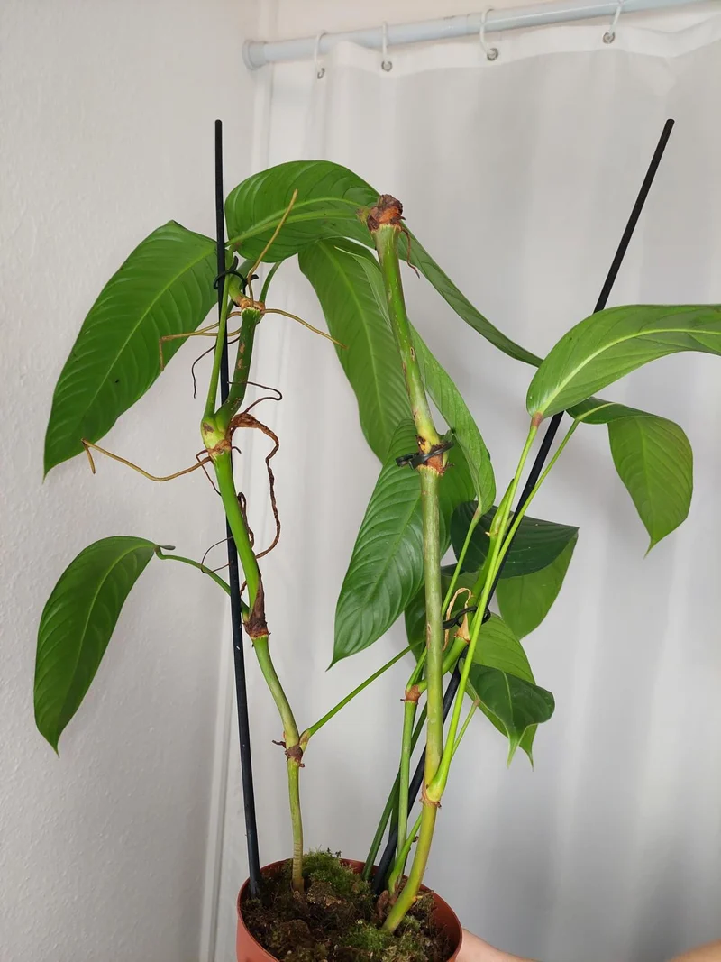 Philodendron Heterocraspedon
