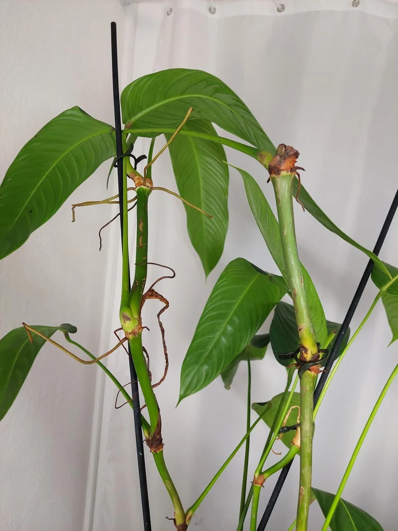 Philodendron Heterocraspedon