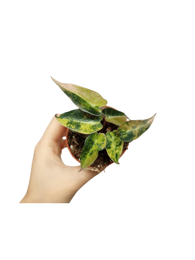 Alocasia Bambino Aurea