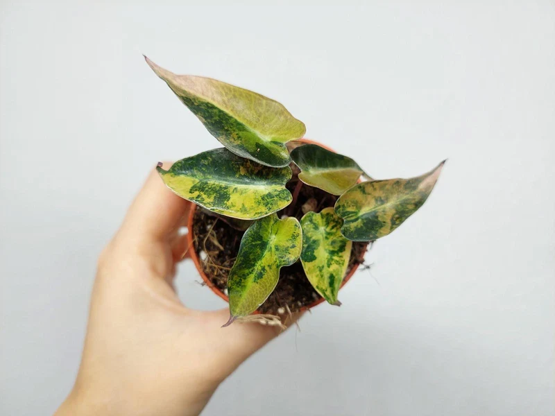 Alocasia Bambino Aurea