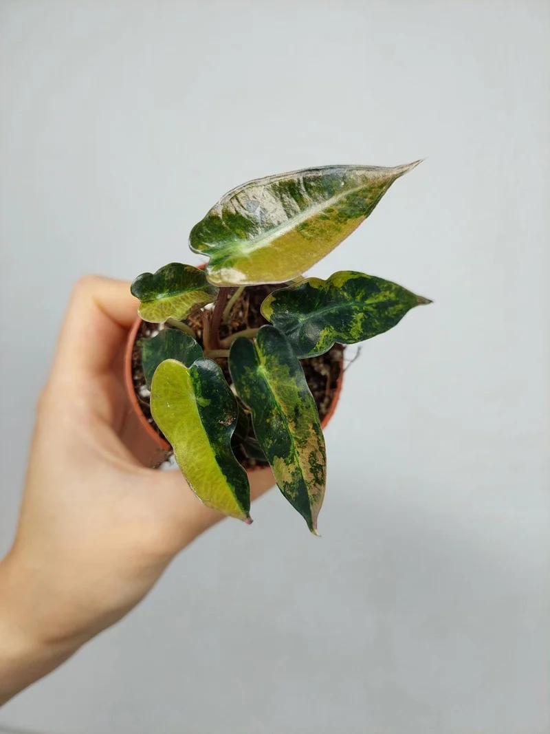 Alocasia Bambino Aurea