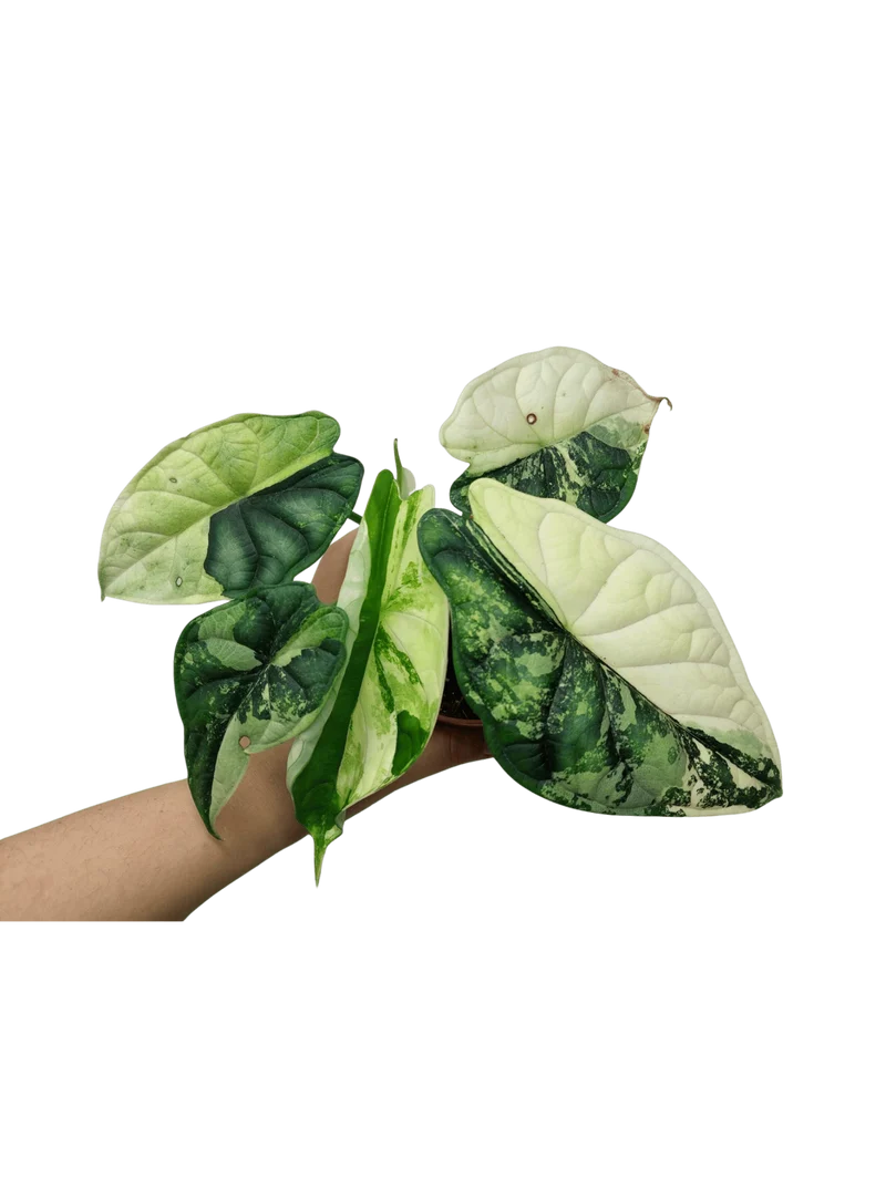 Alocasia Dragon Scale Variegata