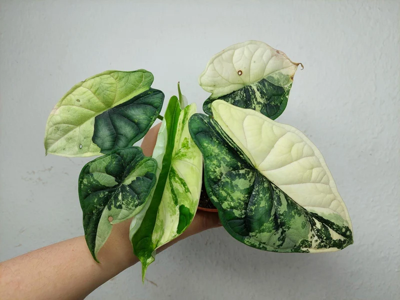 Alocasia Dragon Scale Variegata