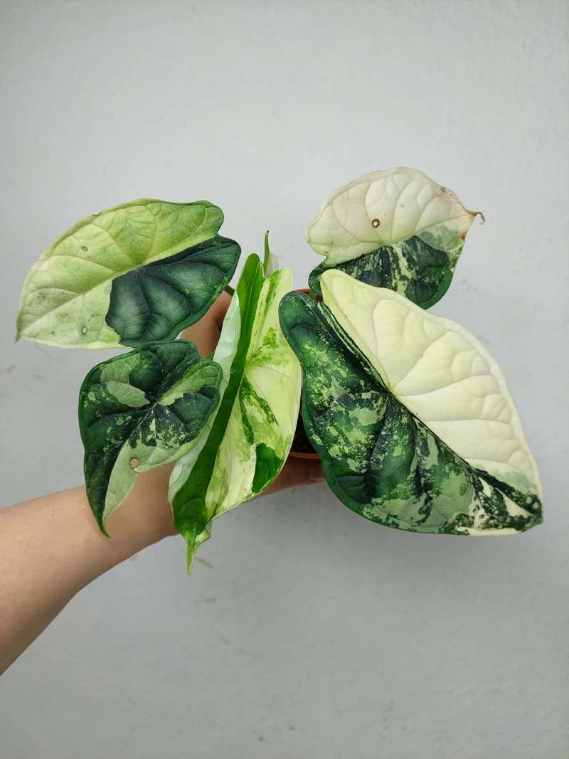 Alocasia Dragon Scale Variegata