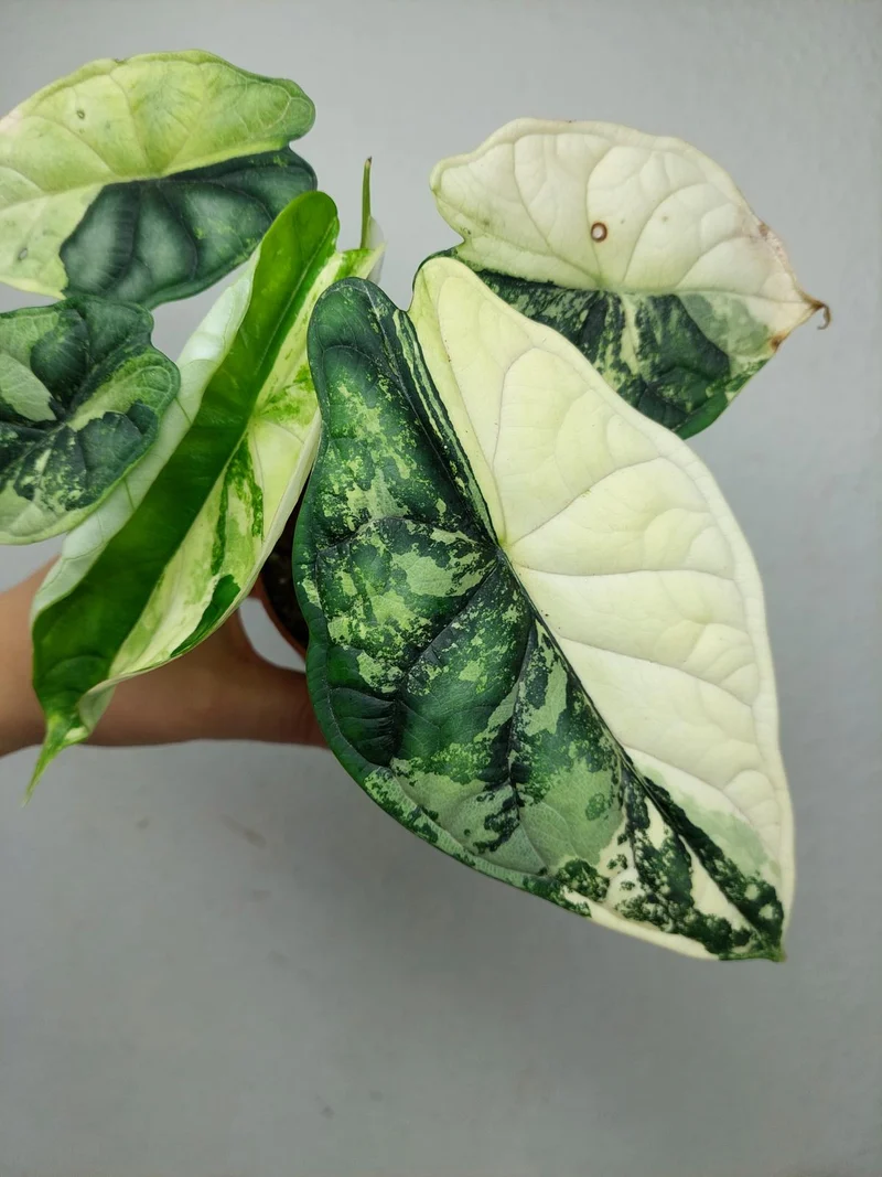 Alocasia Dragon Scale Variegata