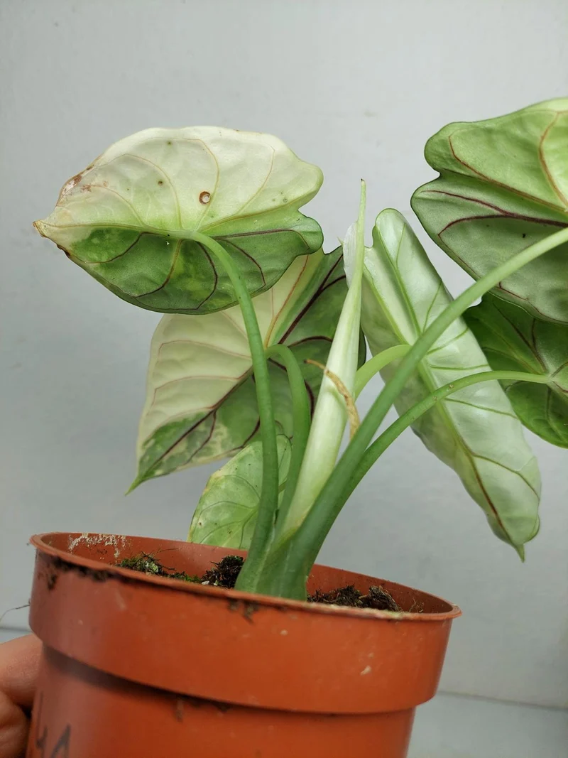 Alocasia Dragon Scale Variegata