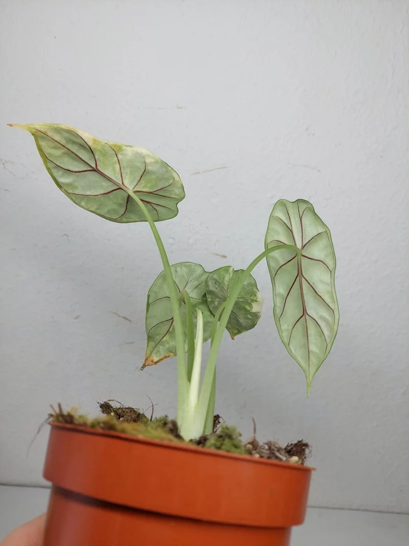Alocasia Dragon Scale Variegata