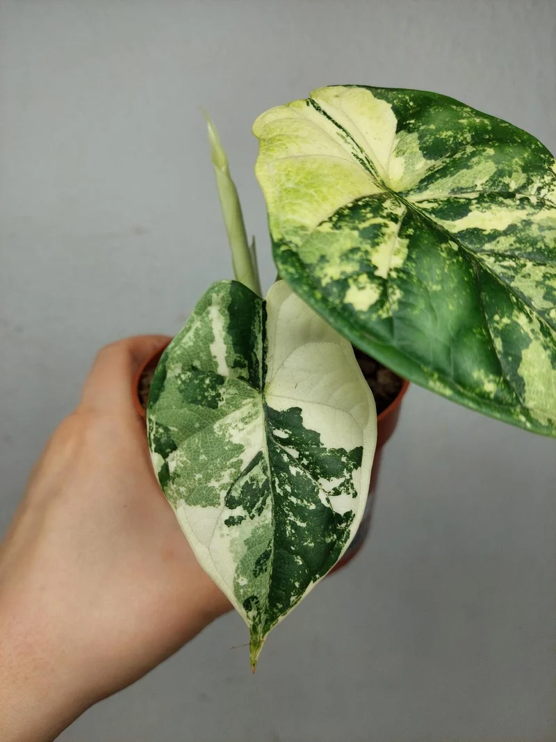 Alocasia Dragon Scale Variegata