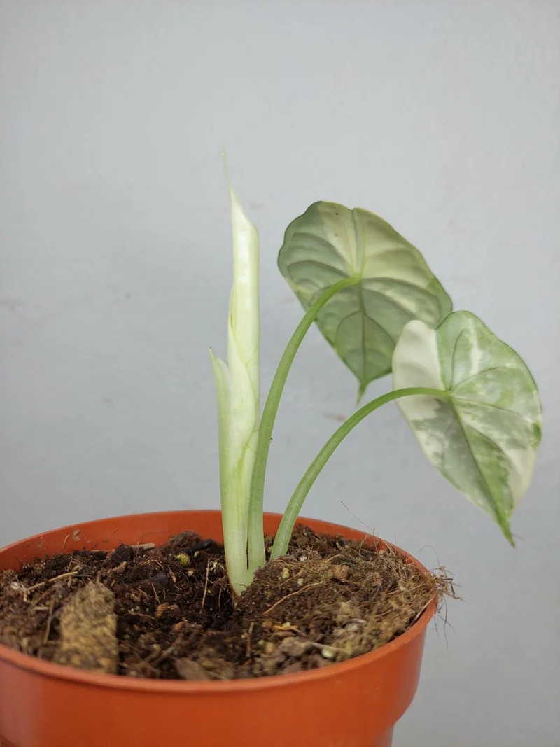Alocasia Dragon Scale Variegata