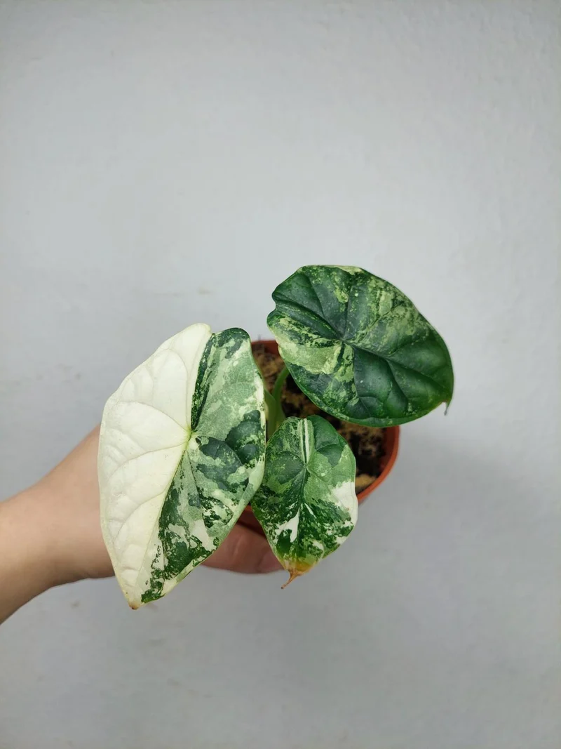 Alocasia Dragon Scale Variegata