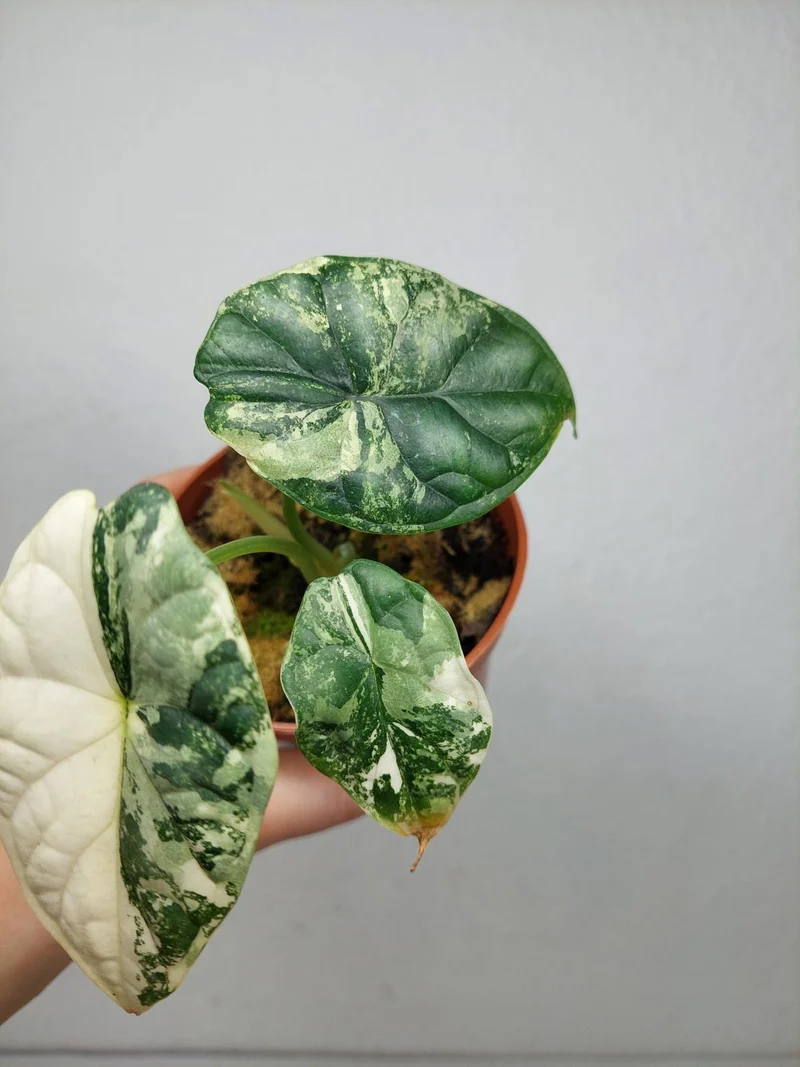 Alocasia Dragon Scale Variegata