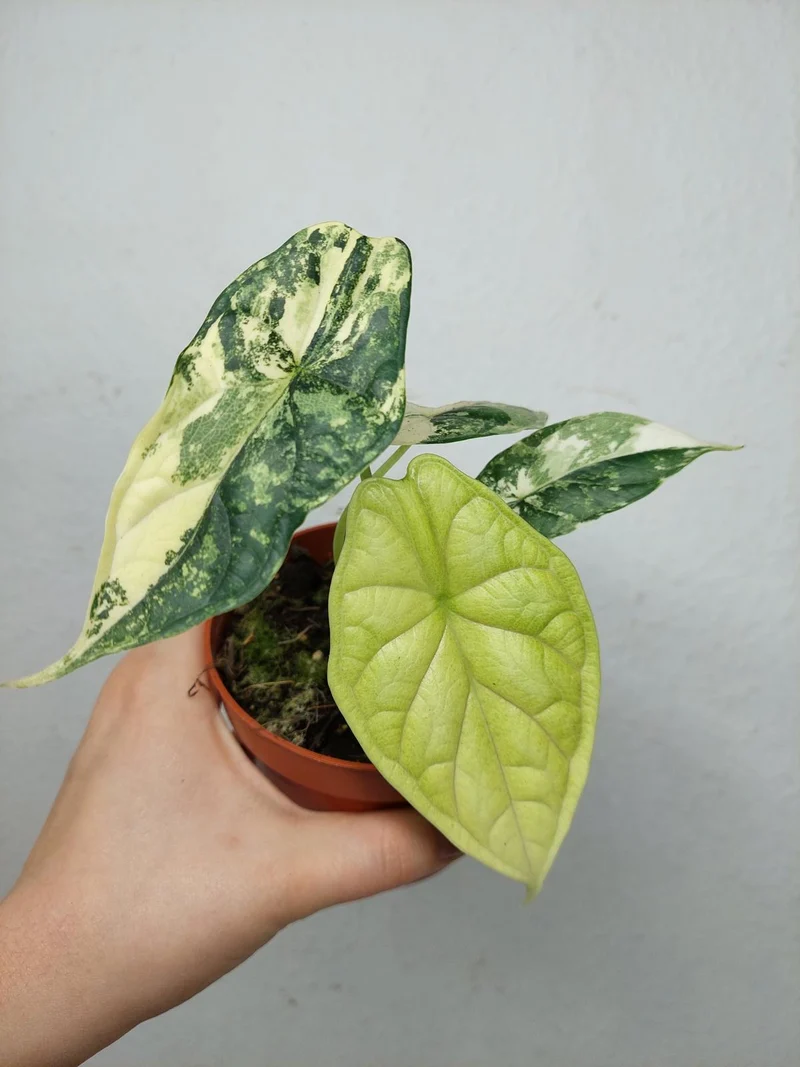 Alocasia Dragon Scale Variegata