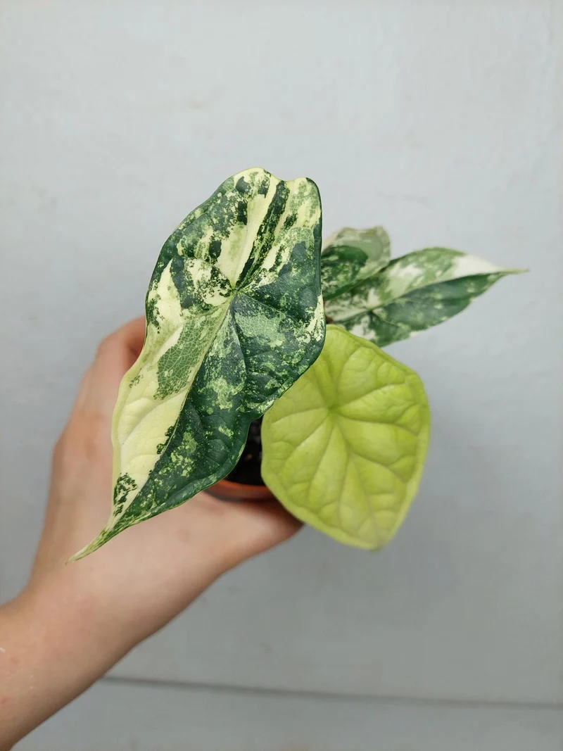Alocasia Dragon Scale Variegata