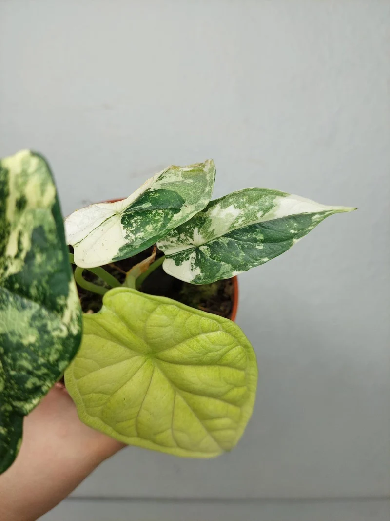 Alocasia Dragon Scale Variegata