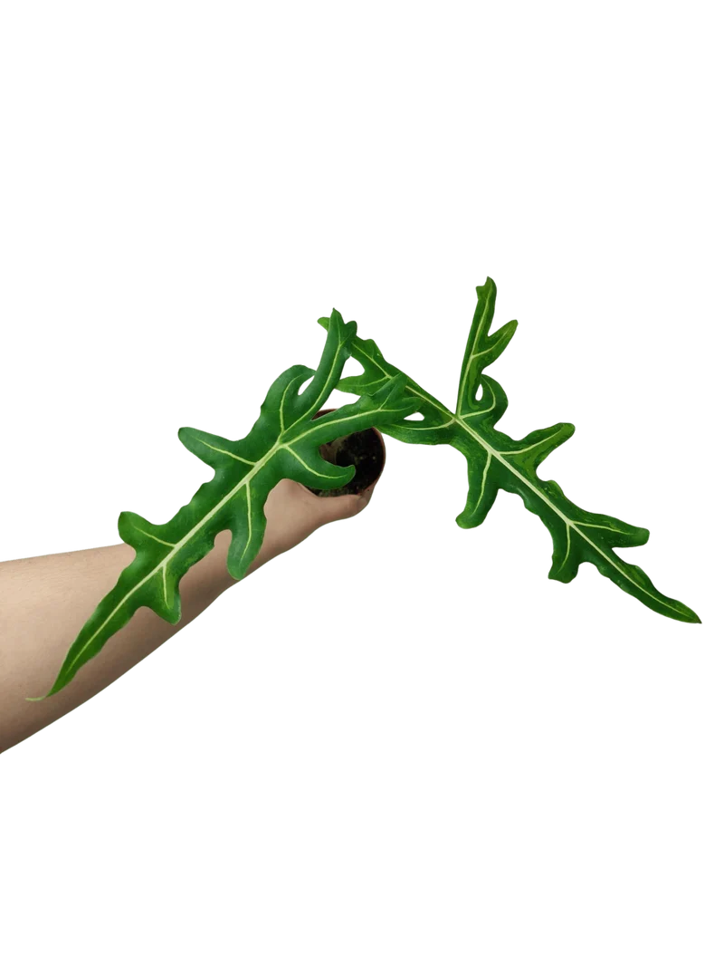 Alocasia Portei Aurea