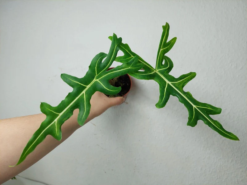 Alocasia Portei Aurea