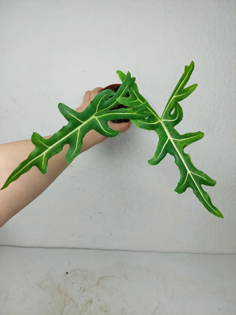 Alocasia Portei Aurea