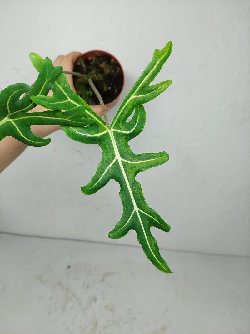 Alocasia Portei Aurea