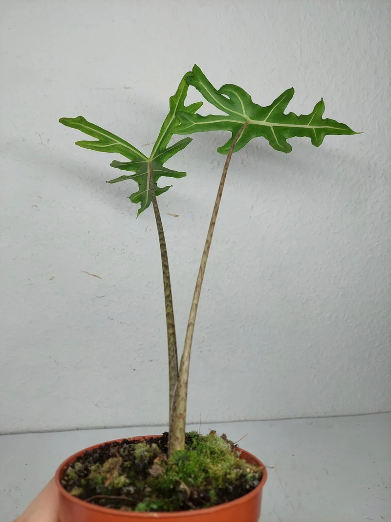 Alocasia Portei Aurea