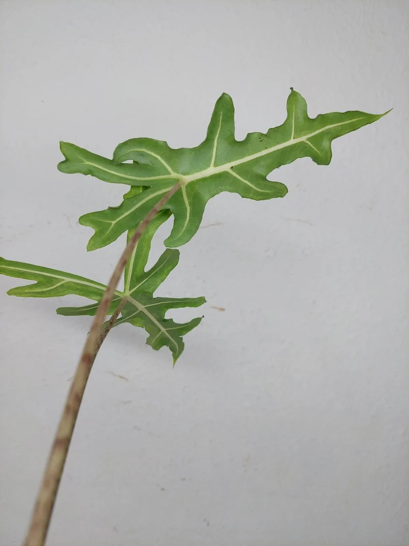 Alocasia Portei Aurea