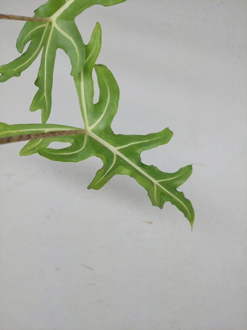 Alocasia Portei Aurea