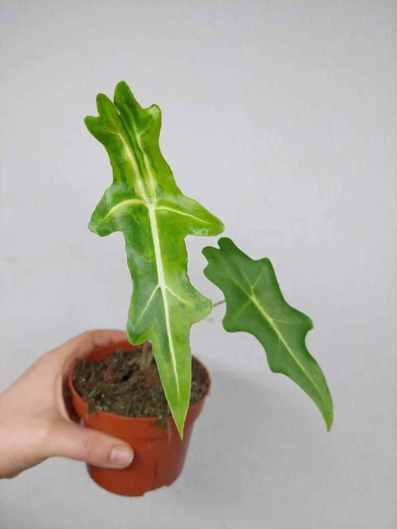 Alocasia Portei Aurea