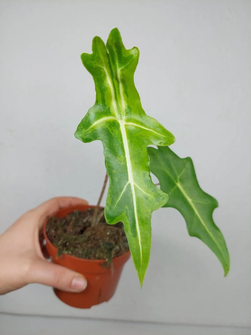 Alocasia Portei Aurea