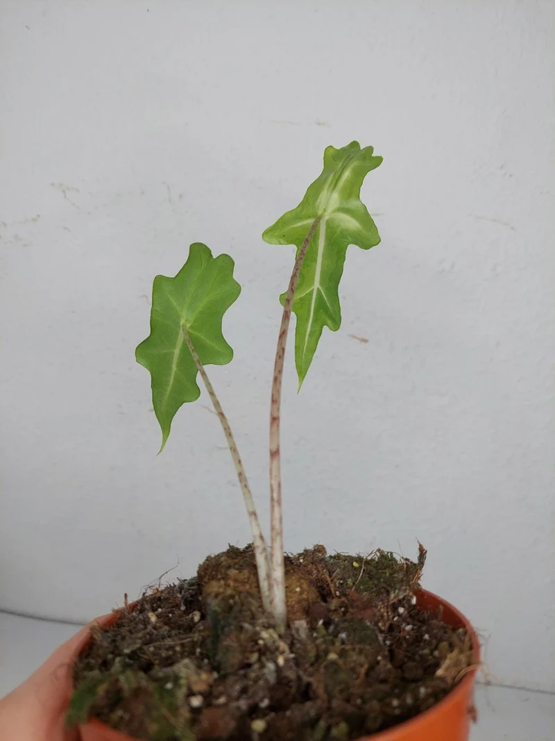 Alocasia Portei Aurea