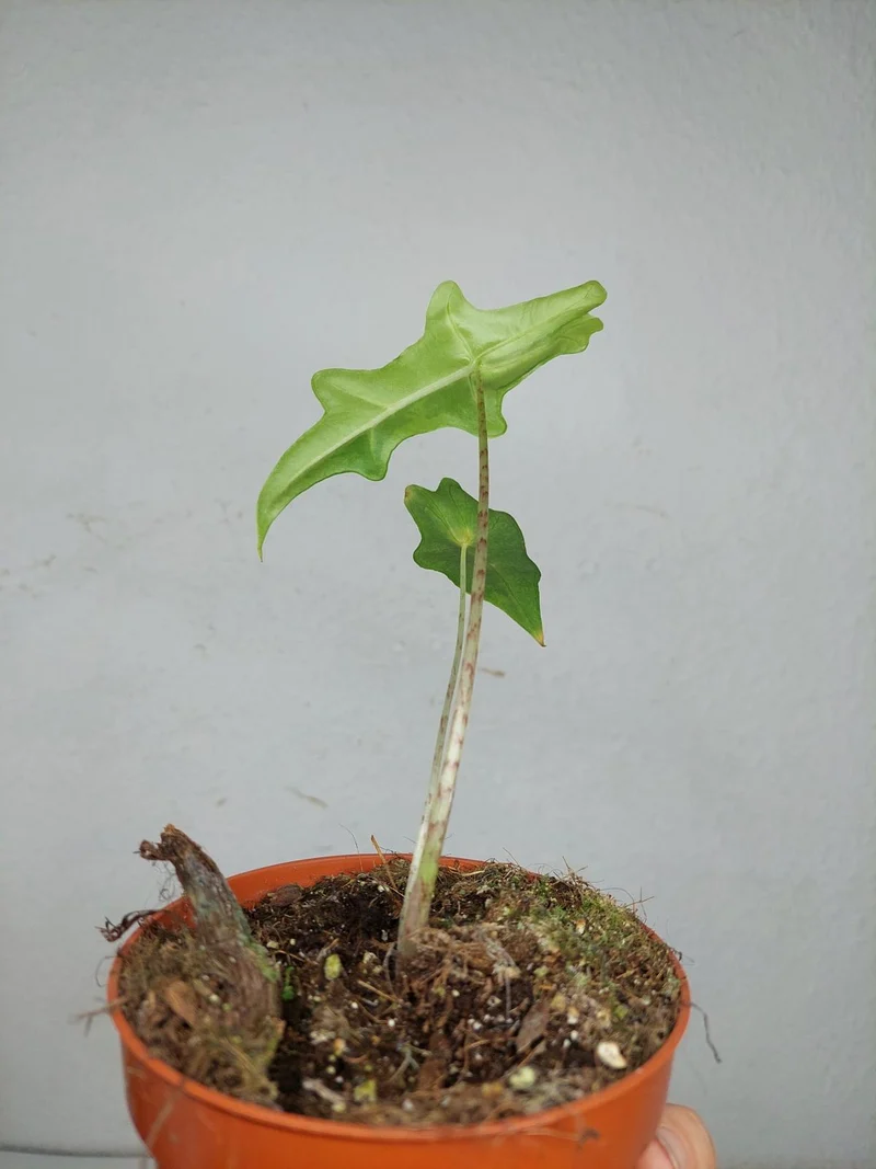 Alocasia Portei Aurea