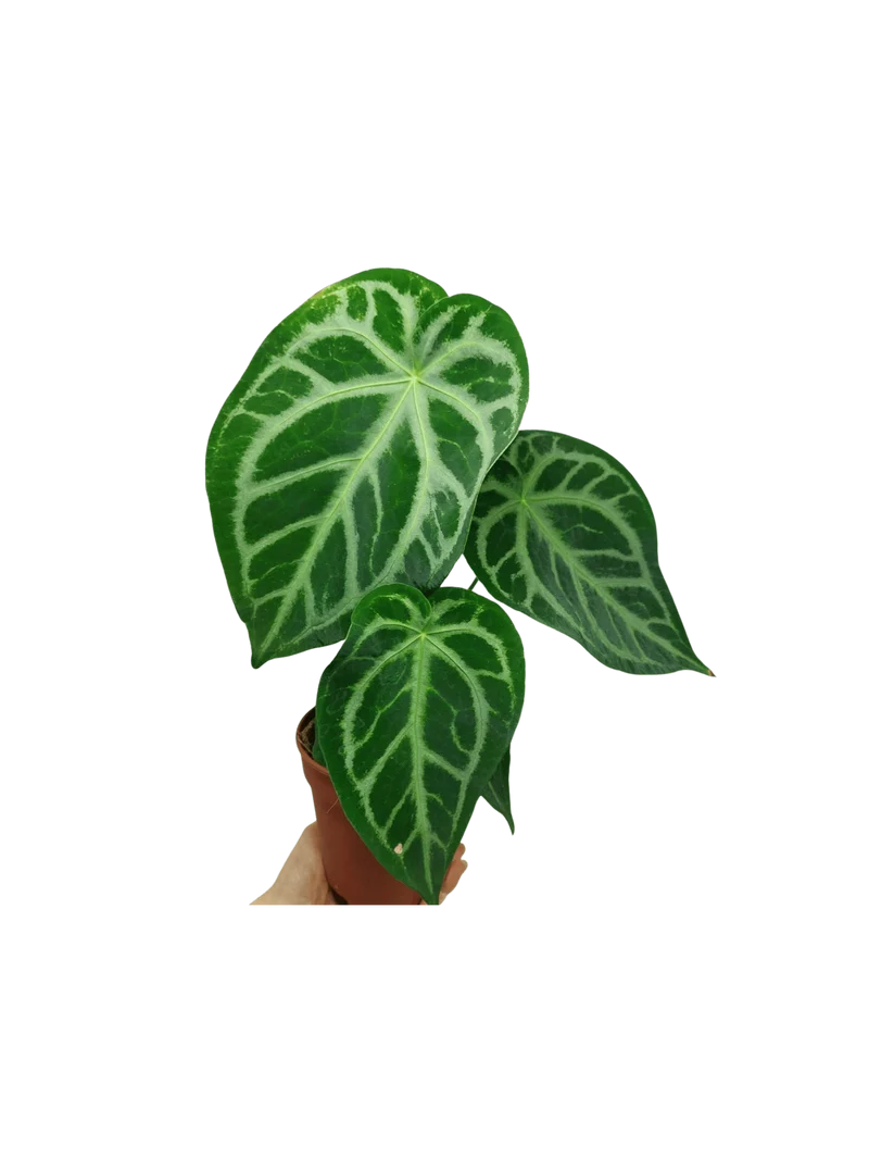 Anthurium Magnificum Hybrid