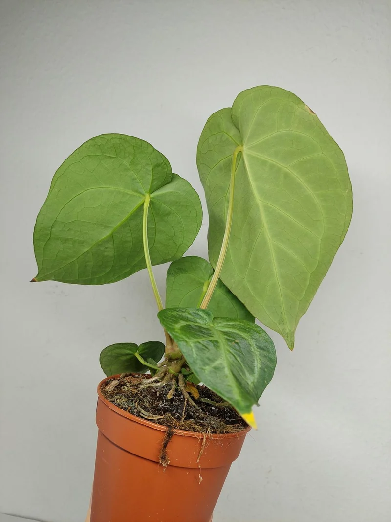 Anthurium Magnificum Hybrid