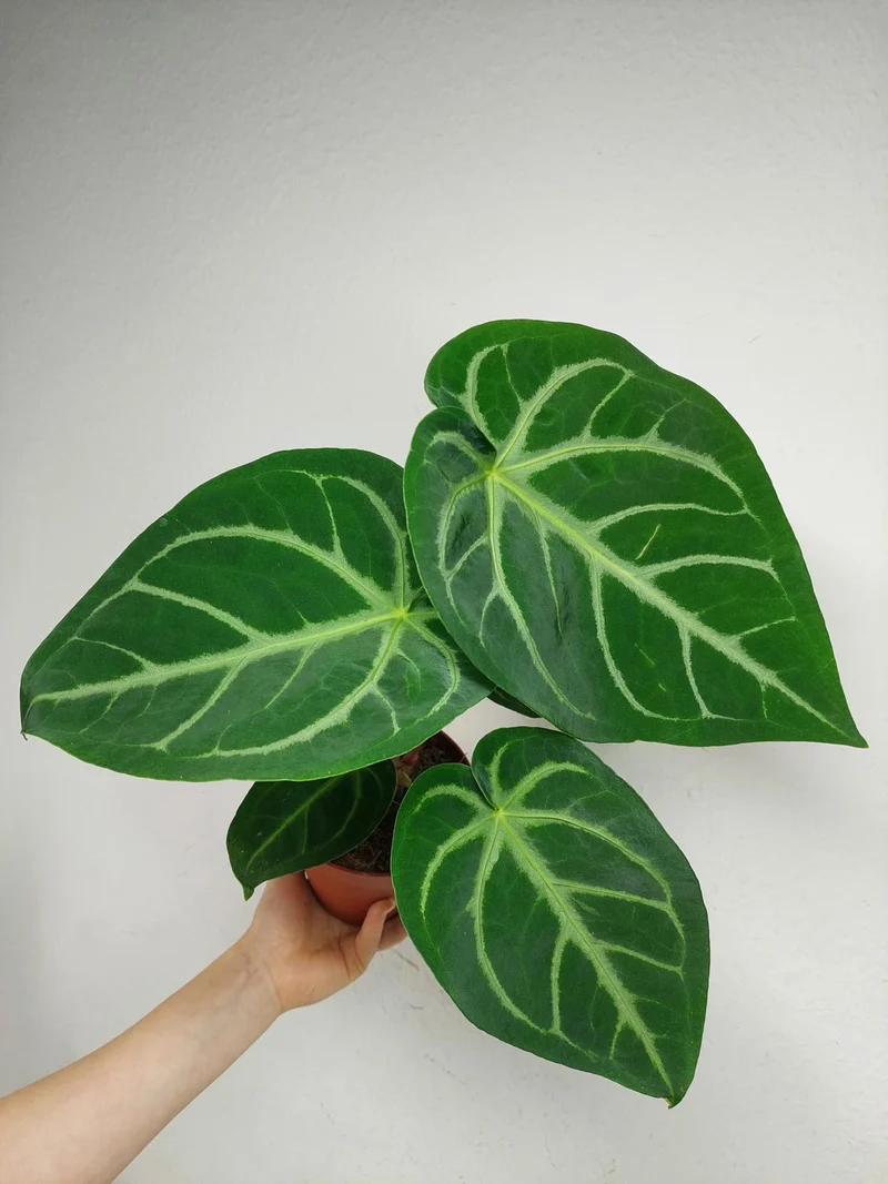 Anthurium Magnificum Hybrid