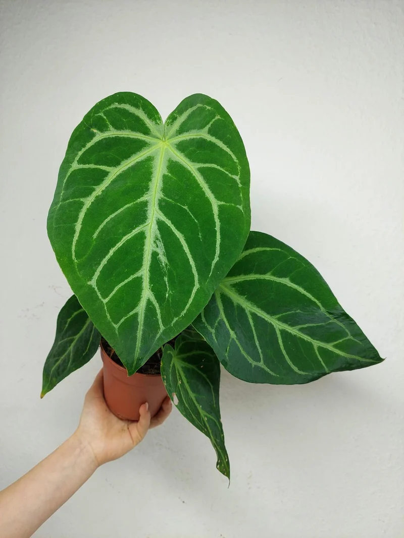 Anthurium Magnificum Hybrid