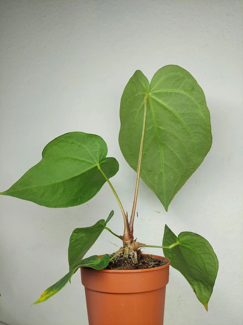 Anthurium Magnificum Hybrid