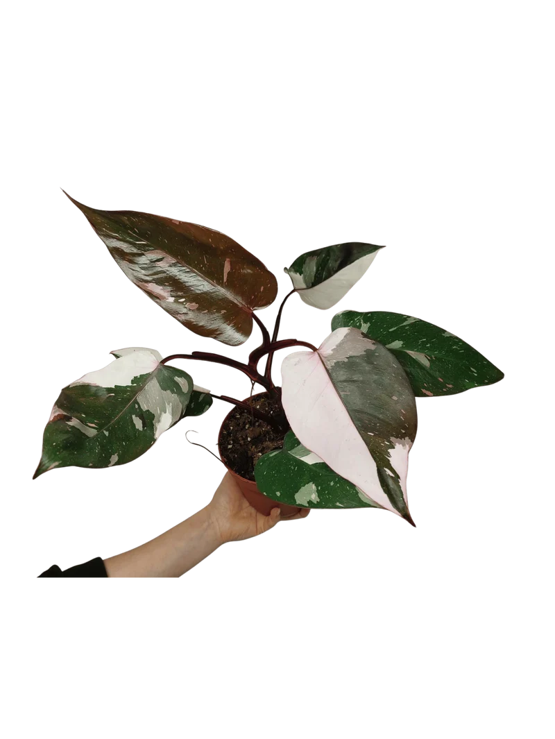 Philodendron Red Anderson Pink