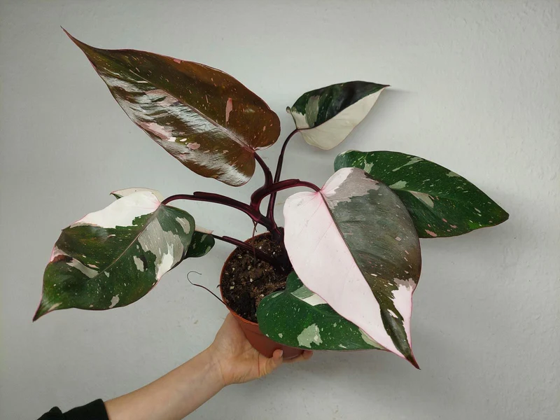 Philodendron Red Anderson Pink