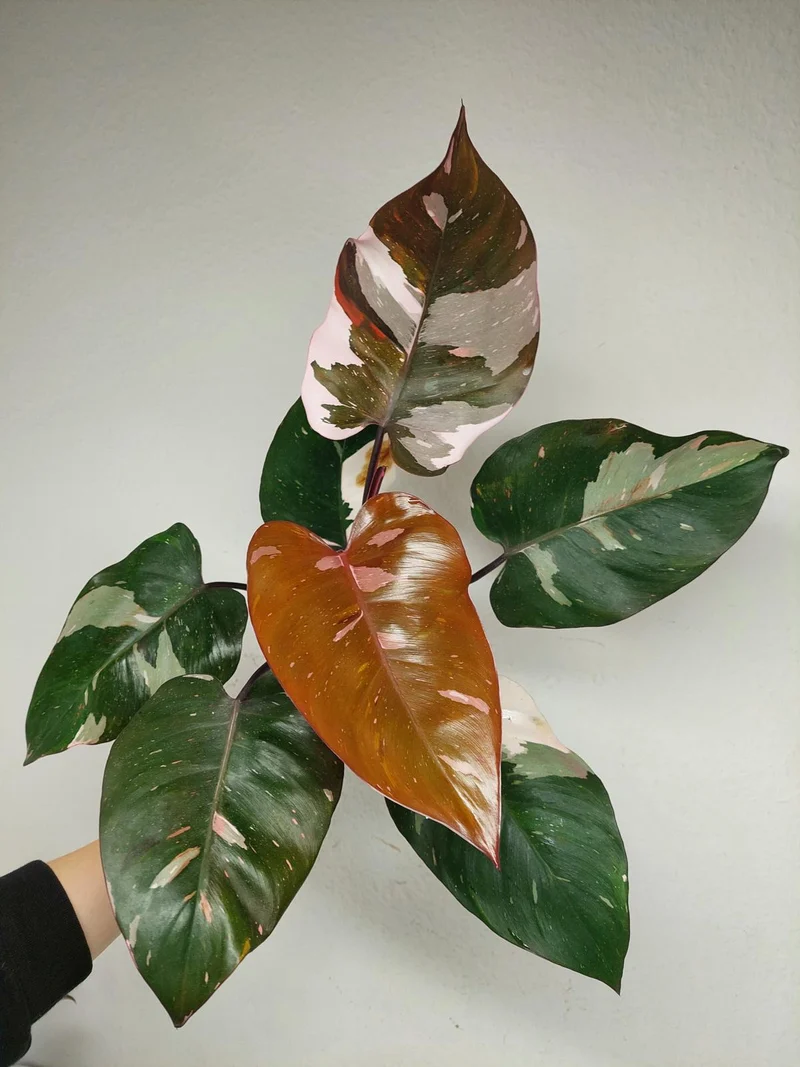 Philodendron Red Anderson Pink