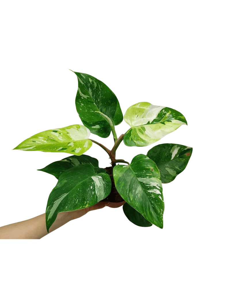 Philodendron White Princess Aurea Tricolor